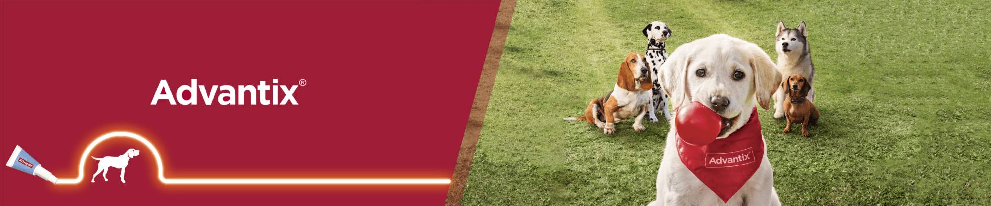 Advantix pipetas l Pipetas antiparasitarias para perros