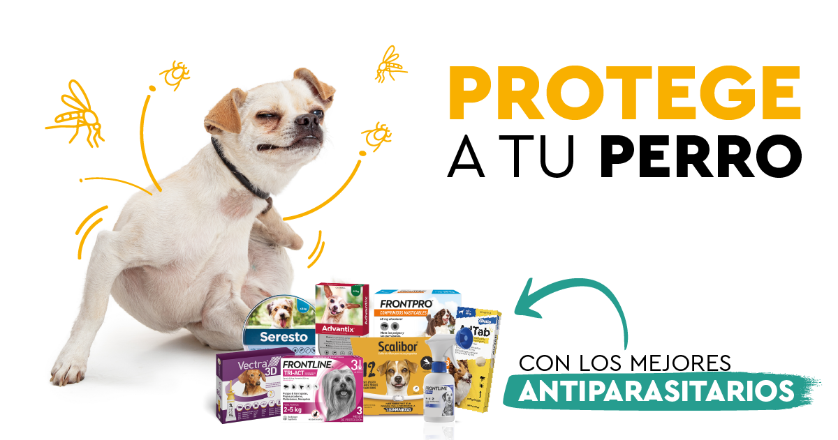 Antiparasitarios para perros: Protección eficaz contra parásitos internos y externos Antiparasitarios para perros | Collares, Pipetas... | Las mejores marcas